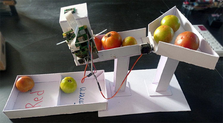 Tomato Sorting Machine