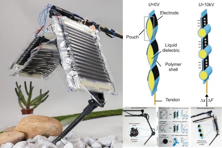 Electrohydraulic Muscles Redefine Robotics with Animal-Like Agility