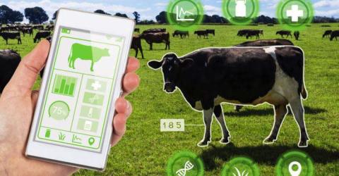 Role of IoT in Remote Monitoring of Livestock Health