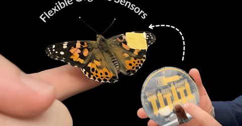 Flexible Organic Sensors